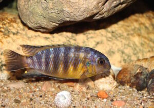 Tropheops gracilior 'Lutara Reef' (Cove Mountain)